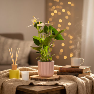  - White Anthurium Plant With PotElegant Indoor Flower Decor By Luxe Leaf Plants Uk