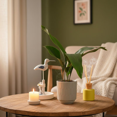  - Aspidistra Plant With PotElegant Indoor FoliageLuxe Leaf Plants Uk