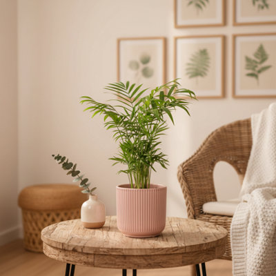 Parlour Palm Plant With PotLuxury Indoor GreeneryLuxe Leaf Plants Uk from B&Q