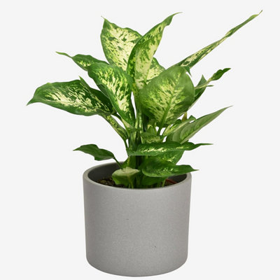 Diefenbachia Houseplant Real Indoor Plant For OfficeHomeBedroomKitchen And Living Room from B&Q