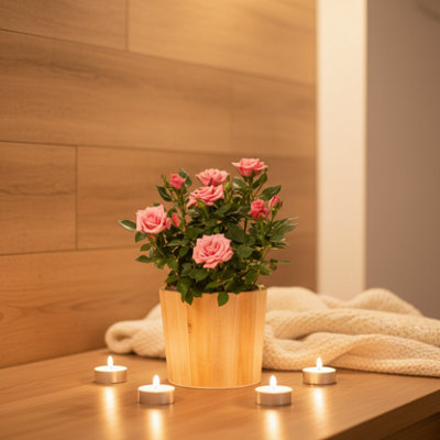  - Pink Rose Plant With PotPremium Potted Floral Gift By Luxe Leaf Plants Uk