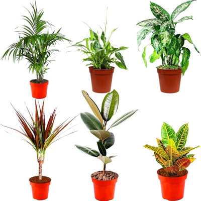 Better Homes & Gardens Terrarium Starter Kit Review — Easy Indoor Plant Terrariums