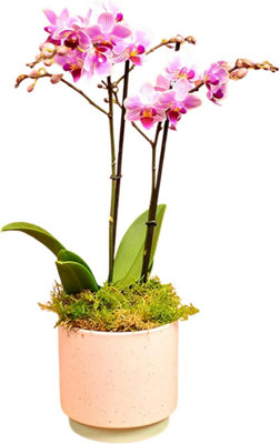 Phalenopsis PlantPot IncludedHouse PlantLive Potted Twin Spiked Orchid Phalaenopsis Perfect For HomeOffice from B&Q