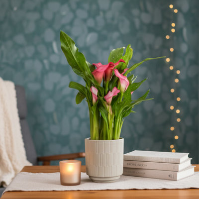  - Pink Calla Lily PlantPremium Indoor Flower By Luxe Leaf Plants Uk