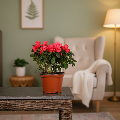  - Red Azalea Plant With PotVibrant Indoor Flower GiftLuxe Leaf Plants Uk