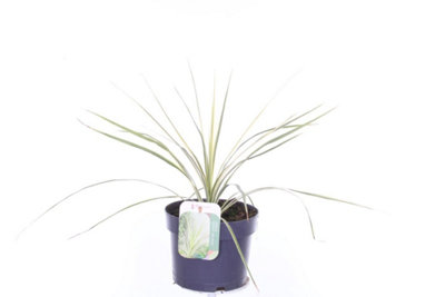 B&Q Cordyline Aus Lime Passion, Pot 45Cm Tall, Lime Passion Cordyline, Indoor Houseplant 17Cm