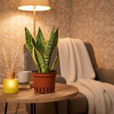  - Sanseveria Plant With PotElegant Indoor Flowering DecorLuxe Leaf Plants Uk