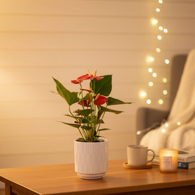  - Red Anthurium Plant With PotLuxury Indoor Flowering Houseplant By Luxe Leaf Plants Uk