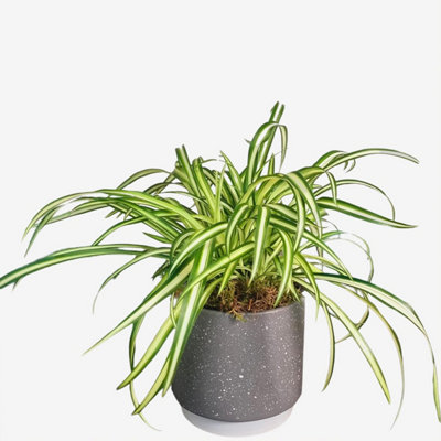 Chlorophytum Spider Plant Houseplant Real Indoor Plant For OfficeHomeBedroomKitchen And Living Room from B&Q
