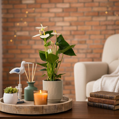  - White Anthurium PlantElegant Indoor FlowerLuxe Leaf Plants Uk Online