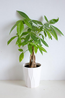 Pachira AquaticaTropical Plant 50Cm TallReal Plants To Grow In Your Office from B&Q