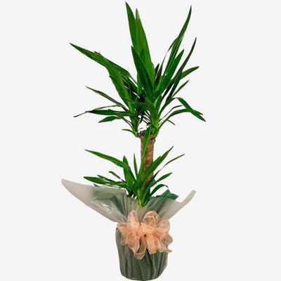 Yucca 2 Stem 85Cm Tall Houseplant Real Indoor Plant For OfficeHomeBedroomKitchen And Living Room from B&Q