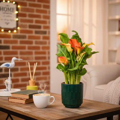  - Orange Calla Lily Plant With PotPremium Indoor Flower By Luxe Leaf Plants Uk