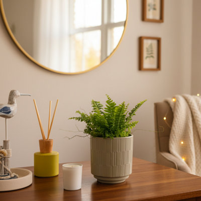 Boston Fern Plant With Decorative PotLuxurious Indoor Greenery By Luxe Leaf Plants from B&Q