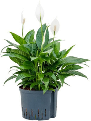 Spathiphyllum Peace Lily Live Indoor Plant In 9Cm Pot from B&Q