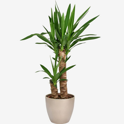 Yucca 2 Stem 85Cm Houseplant Real Indoor Plant For OfficeHomeBedroom from B&Q