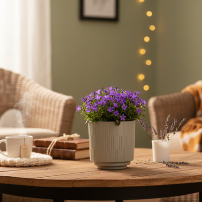  - Campanula PlantFresh Blooming BellflowersLuxe Leaf Plants Uk