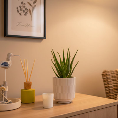  - Aloe Vera PlantLuxurious Indoor Flowering Succulent By Luxe Leaf Plants Uk