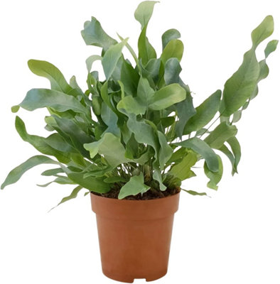 Blue Star Fern Phlebodium Aureum Rabbit's Foot FernBears Paw FernIndoor Seaweed Look from B&Q