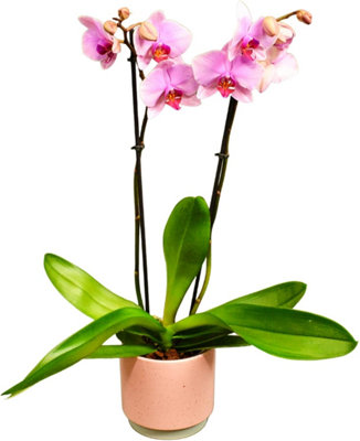 Beautiful Moth Orchid Real Houseplant. Twin Spiked Phalaenopsis Orchid Plant. A Live Potted Plant from B&Q