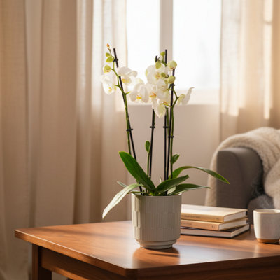 White Phalaenopsis Orchid PlantElegant 3 Stem ArrangementLuxe Leaf Plants Uk from B&Q