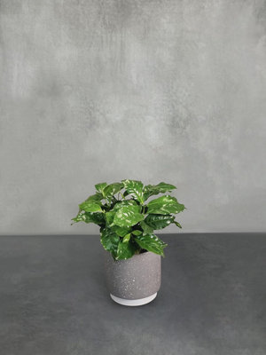 Indoor Houseplants With Ceramic PotReal Indoor Plant For HomeBedroomKitchen And Living Room from B&Q
