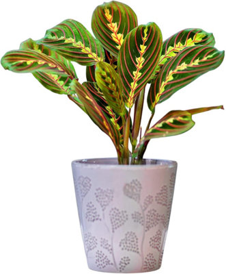 Prayer Plant Maranta Fascinator Houseplant Real Indoor Plant For OfficeHomeBedroomKitchen And Living Room from B&Q