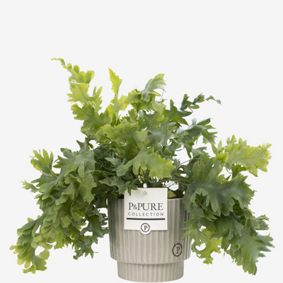  - Phlebodium (Blue Star Fern) With PotHouseplant Real Indoor Plant For OfficeHomeBedroomKitchen