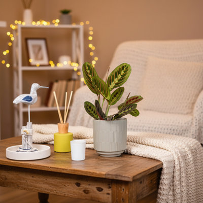  - Prayer PlantExotic Indoor Foliage By Luxe Leaf PlantsPremium Houseplant Uk Sale On