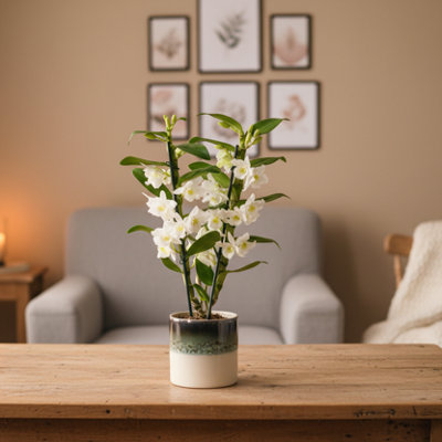 - White Dendrobium Orchid PlantElegant 2 Stem With PotLuxe Leaf Plants Uk