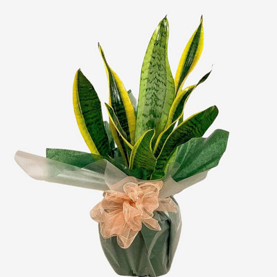 Sanseveria Mother In Law's Tongue Houseplant Real Indoor Plant For OfficeHomeBedroomKitchen from B&Q