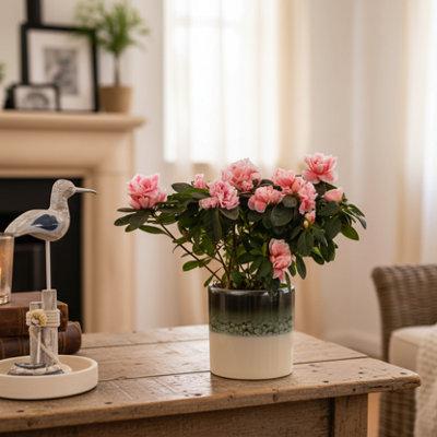  - Pink Azalea Plant With Decorative PotLuxe Leaf Plants Uk Flowers On