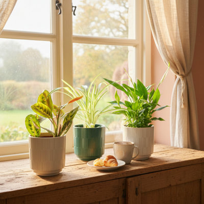  - Trio Of HouseplantsPeace LilySpider Plant & Prayer PlantLuxe Leaf Plants Uk On