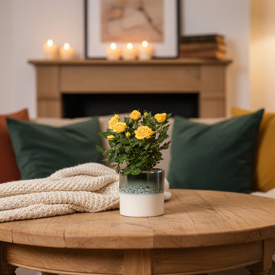 - Yellow Rose Plant With PotPremium Potted Flowers From Luxe Leaf Plants Uk