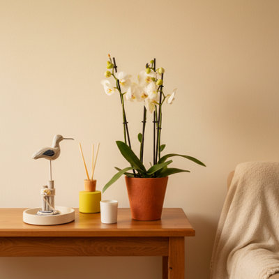  - White Phalaenopsis Orchid Plant3 Stem Elegant Display With PotLuxe Leaf Plants Uk