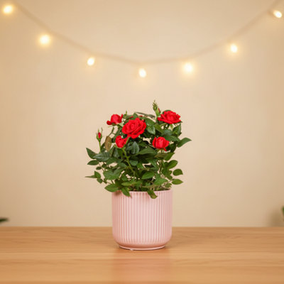  - Red Rose Plant With PotElegant Indoor Flowering Gift By Luxe Leaf Plants Uk