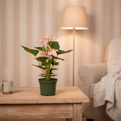  - Pink Anthurium PlantElegant Blooms For Home & Office DécorLuxe Leaf Plants Uk