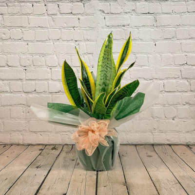 Sanseveria Mother In Law's Tongue Houseplant Real Indoor Plant For OfficeHomeBedroomKitchen from B&Q