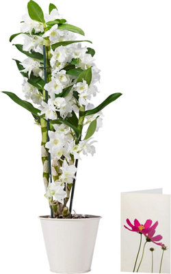  - White Dendrobium Orchid Plant DeliveredFree Uk Delivery,our Orchids Are The Perfect Indoor House Plants