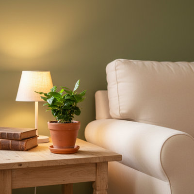  - Coffee Plant With PotLush Indoor GreeneryLuxe Leaf Plants Uk Online Florist