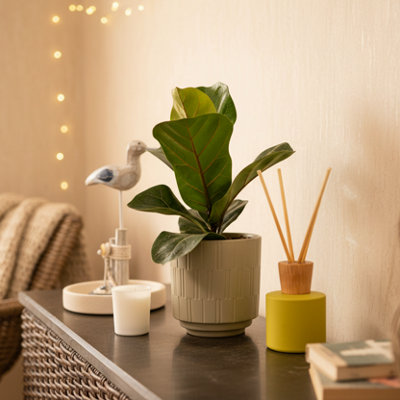  - Fiddle Fig Leaf PlantLuxurious Indoor Flowering Plant By Luxe Leaf Plants Uk