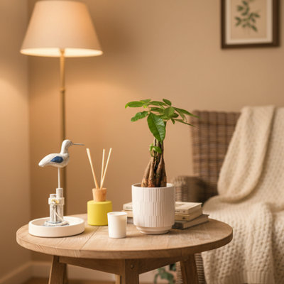  - Money Tree Plant With PotLuxe Indoor Houseplant By Luxe Leaf PlantsUk Flower Specialists