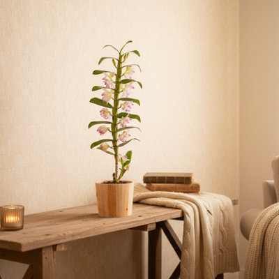  - Pink Dendrobium Orchid Plant1 Stem With PotElegant Flower Gift & Home Decor