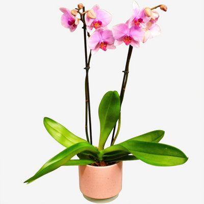 Pink Phalenopsis Orchid Houseplant Real Indoor Plant For OfficeHomeBedroomKitchen And Living Room from B&Q