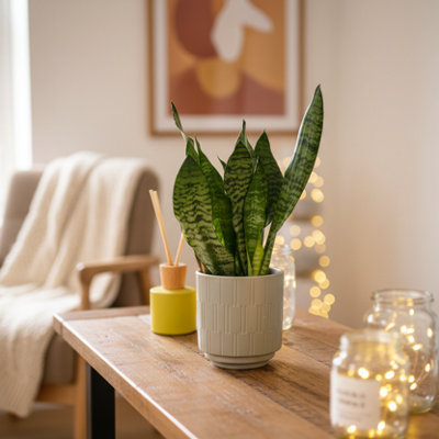  - Sanseveria PlantElegant Indoor Greenery From Luxe Leaf PlantsHouseplants Online Uk