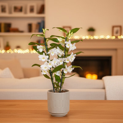  - White Dendrobium 2 Stem Orchid PlantLuxury Fresh Orchids By Luxe Leaf Plants Uk