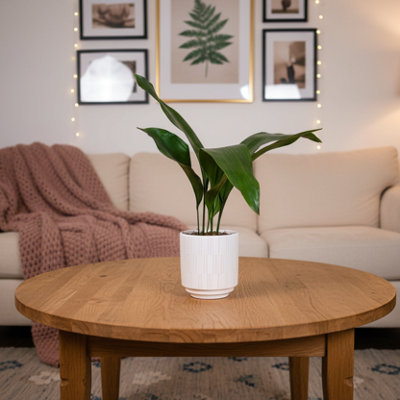  - Aspidistra PlantElegant Indoor GreeneryLuxe Leaf Plants Uk Flowers Online