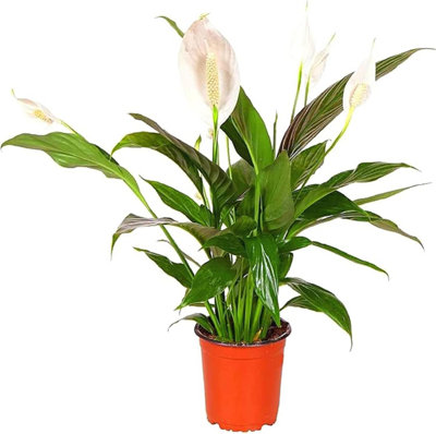 - Peace Lily Spathiphyllum House Plant Live Indoor House Potted Tree Peace Lily Perfect For Office