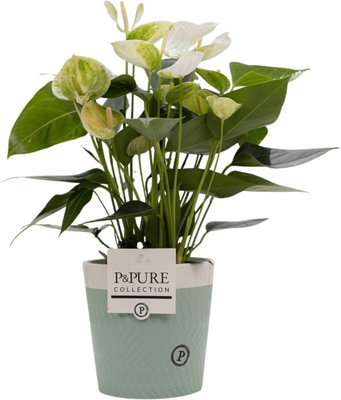 White Anthurium With PotHouseplant Real Indoor Plant For OfficeHomeBedroomKitchen And Living Room from B&Q