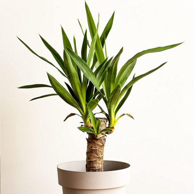 All OccasionsYucca 1 Stem 60Cm Real Indoor Plant For HomeBedroomKitchen And Living Room from B&Q